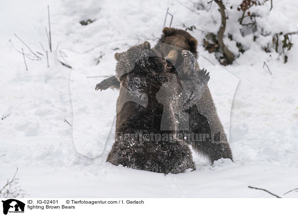 kmpfende Braunbren / fighting Brown Bears / IG-02401