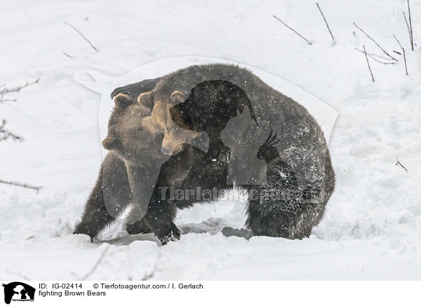 fighting Brown Bears / IG-02414