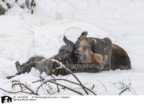 kmpfende Braunbren / fighting Brown Bears / IG-02426