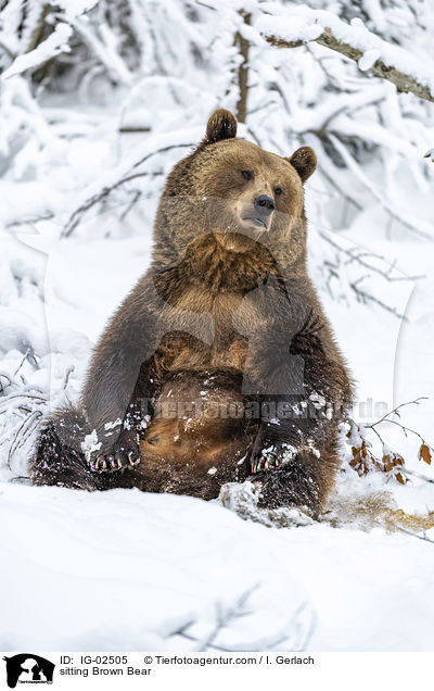 sitzender Braunbr / sitting Brown Bear / IG-02505