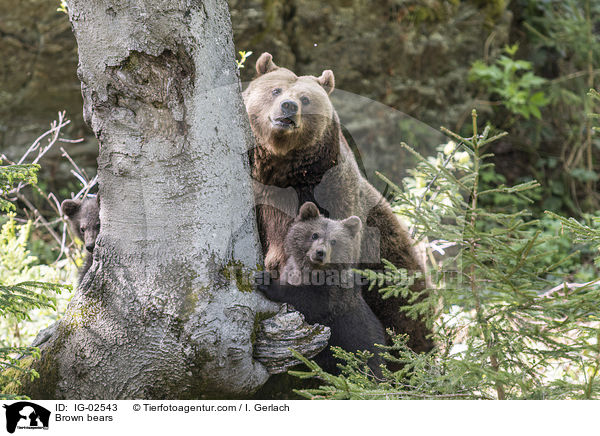Braunb�ren / Brown bears / IG-02543
