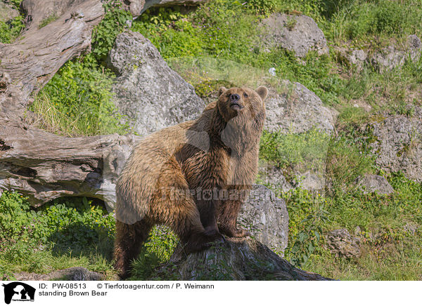 stehender Braunbr / standing Brown Bear / PW-08513