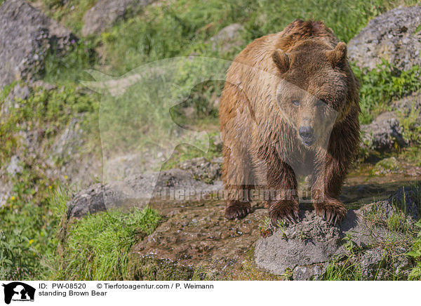 standing Brown Bear / PW-08520