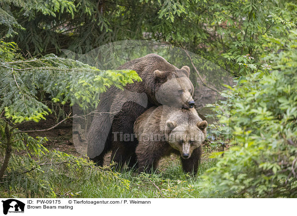 Braunbren bei der Paarung / Brown Bears mating / PW-09175