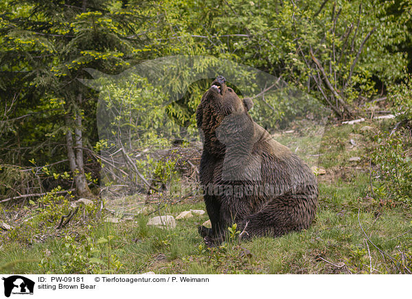 sitzender Braunbr / sitting Brown Bear / PW-09181