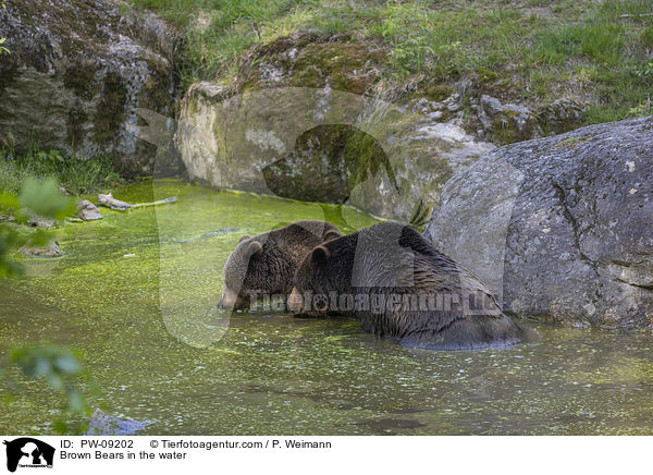 Brown Bears in the water / PW-09202