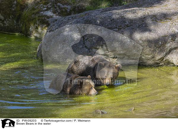 Braunbren im Wasser / Brown Bears in the water / PW-09203