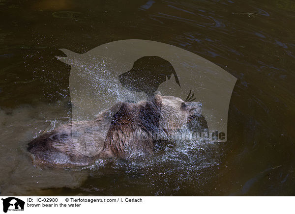 Braunbr im Wasser / brown bear in the water / IG-02980