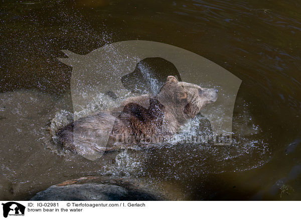 Braunbr im Wasser / brown bear in the water / IG-02981