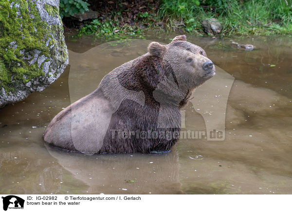 Braunbr im Wasser / brown bear in the water / IG-02982