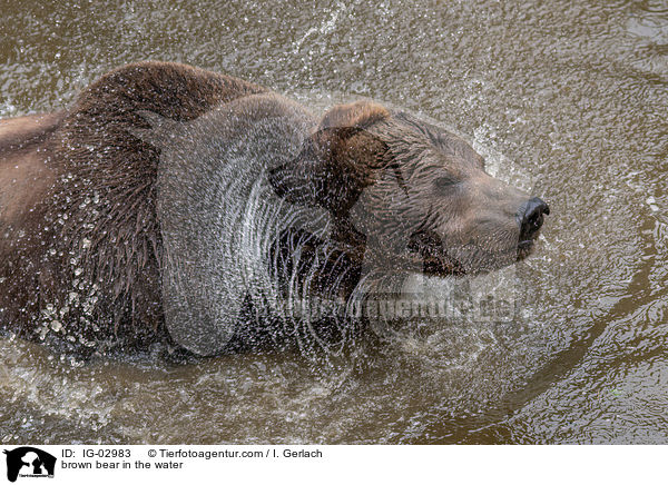 Braunbr im Wasser / brown bear in the water / IG-02983