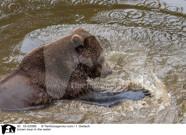 Braunbr im Wasser / brown bear in the water / IG-02986