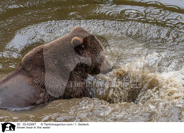 brown bear in the water / IG-02987