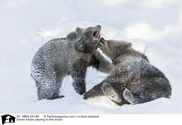 Braunbren spielen im Schnee / brown bears playing in the snow / MBS-24185