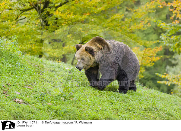 Braunbr / brown bear / PW-11571