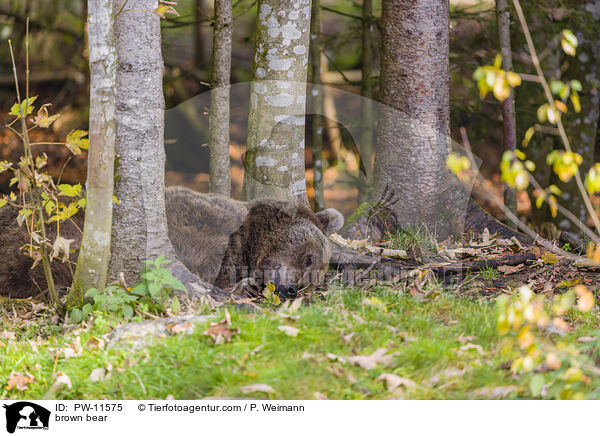 Braunbr / brown bear / PW-11575