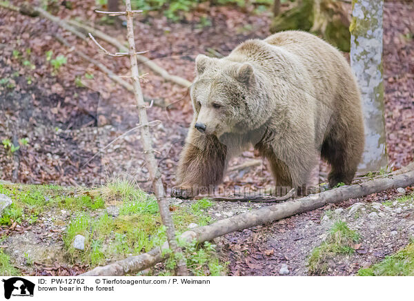 Braunbr im Wald / brown bear in the forest / PW-12762