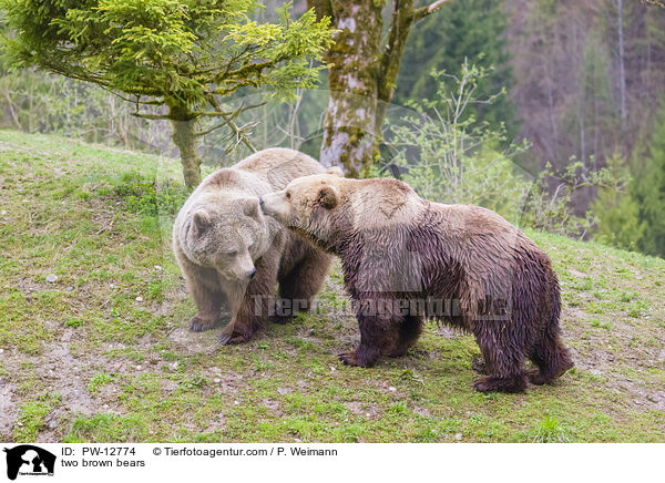 zwei Braunbren / two brown bears / PW-12774
