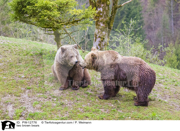zwei Braunbren / two brown bears / PW-12776