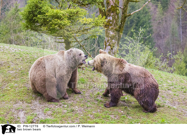 zwei Braunbren / two brown bears / PW-12778