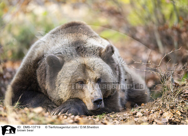 brown bear / DMS-13719