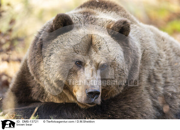 Braunbr / brown bear / DMS-13721