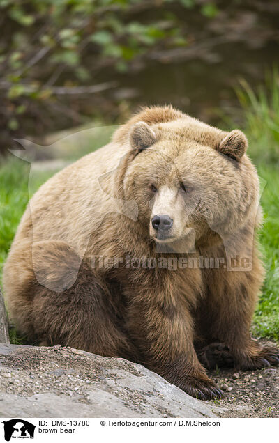 Braunbr / brown bear / DMS-13780