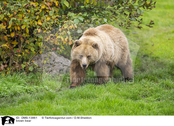 Braunbr / brown bear / DMS-13861