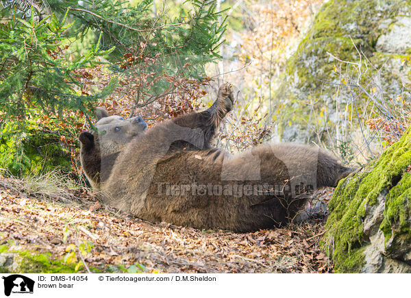 Braunbr / brown bear / DMS-14054