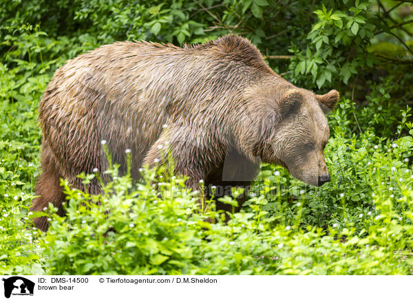 Braunbr / brown bear / DMS-14500