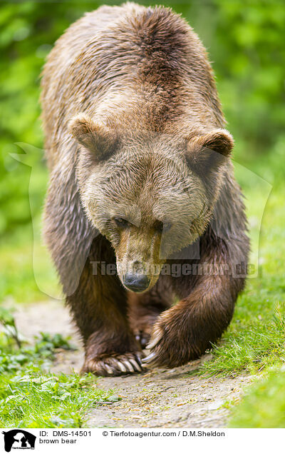 brown bear / DMS-14501