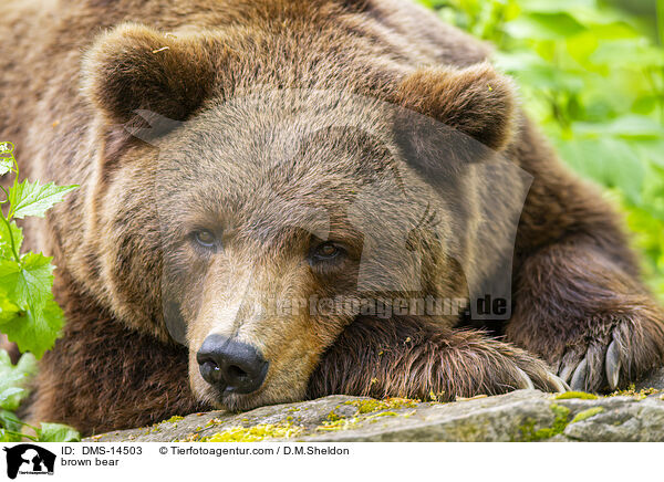brown bear / DMS-14503