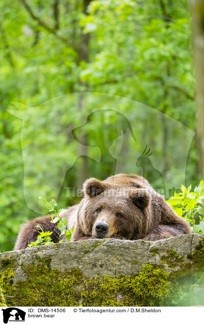 Braunbr / brown bear / DMS-14506