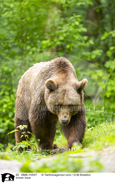 Braunbr / brown bear / DMS-14507