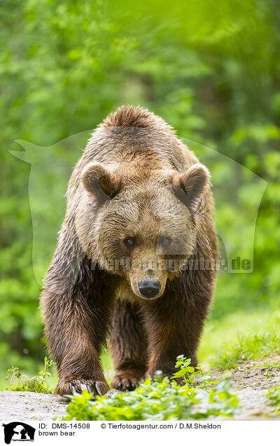 Braunbr / brown bear / DMS-14508