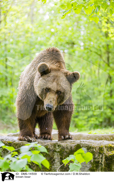 Braunbr / brown bear / DMS-14509