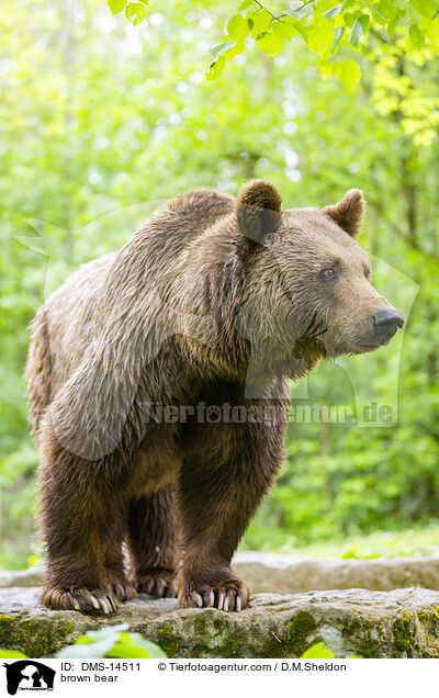 brown bear / DMS-14511