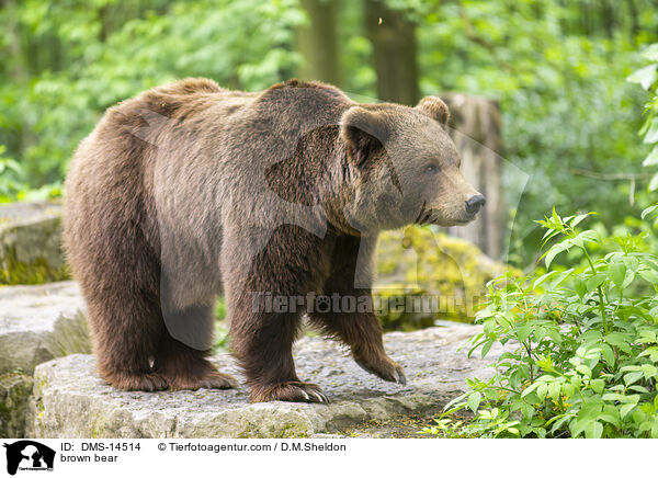 brown bear / DMS-14514