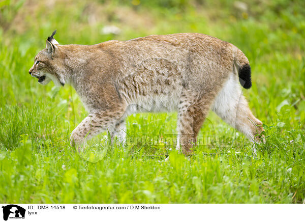lynx / DMS-14518