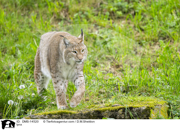 Luchs / lynx / DMS-14520