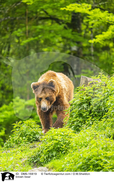 Braunbr / brown bear / DMS-16819