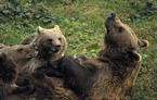 Eurasian Brownbear