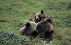 Eurasian Brownbear