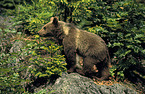 Eurasian Brownbear