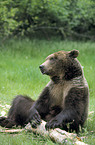 Eurasian Brownbear