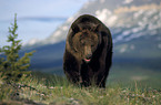 Eurasian Brownbear