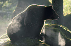 Eurasian Brownbear