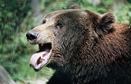 brown bear