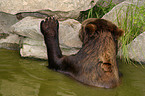 bathing brown bear