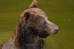 bathing brown bear